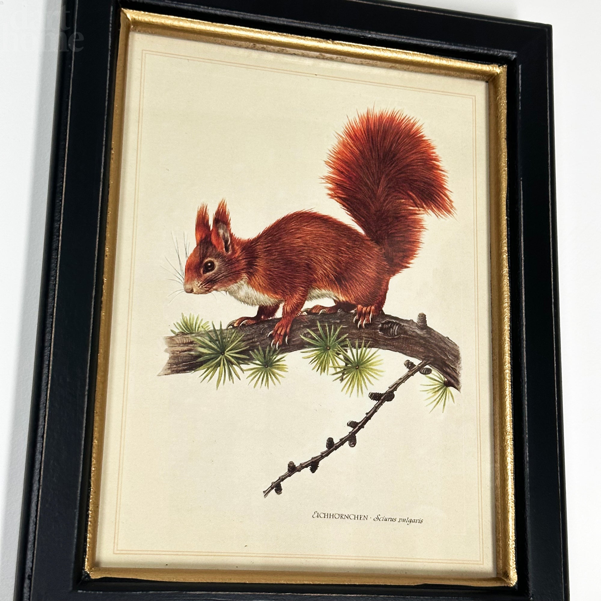 Waldroter Eichhörnchen-Toile-Gerahmter Druck
