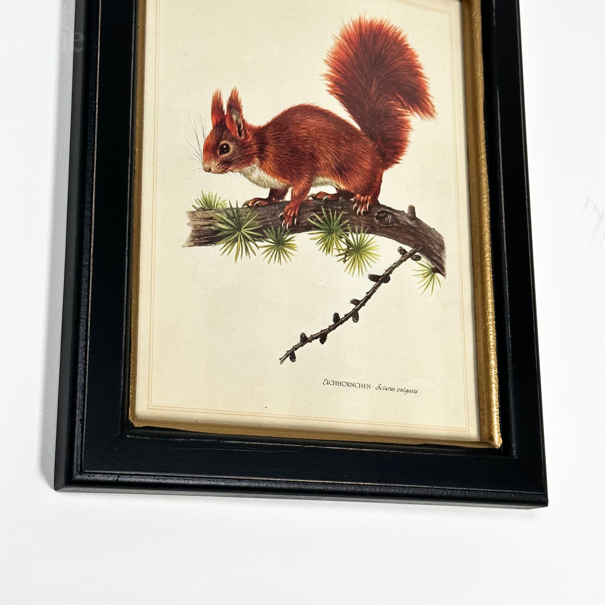 Waldroter Eichhörnchen-Toile-Gerahmter Druck