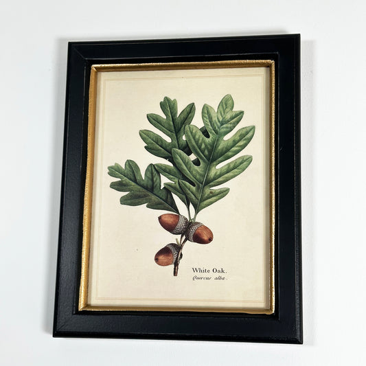 Forest White Oak Acorns Toile Framed Print