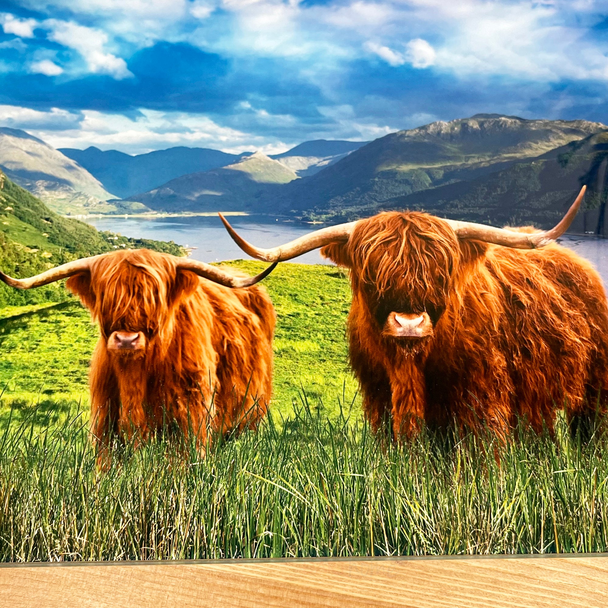 Highland Cows Glasschneidebrett