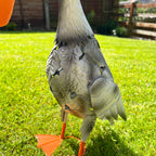 Metal Pelican With Fish Garden Ornament