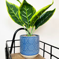 Artificial Dieffenbachia In Blue Pot