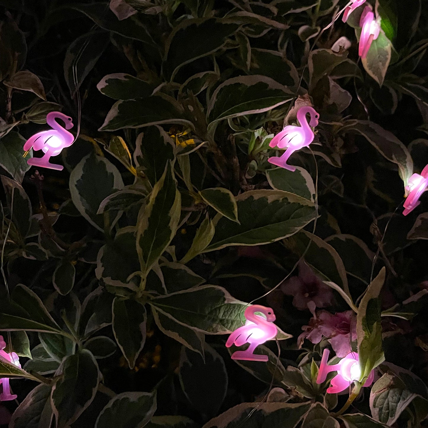 50 Flamingo Solar Outdoor String Lights