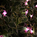 50 Flamingo-Solar-Außenlichterketten