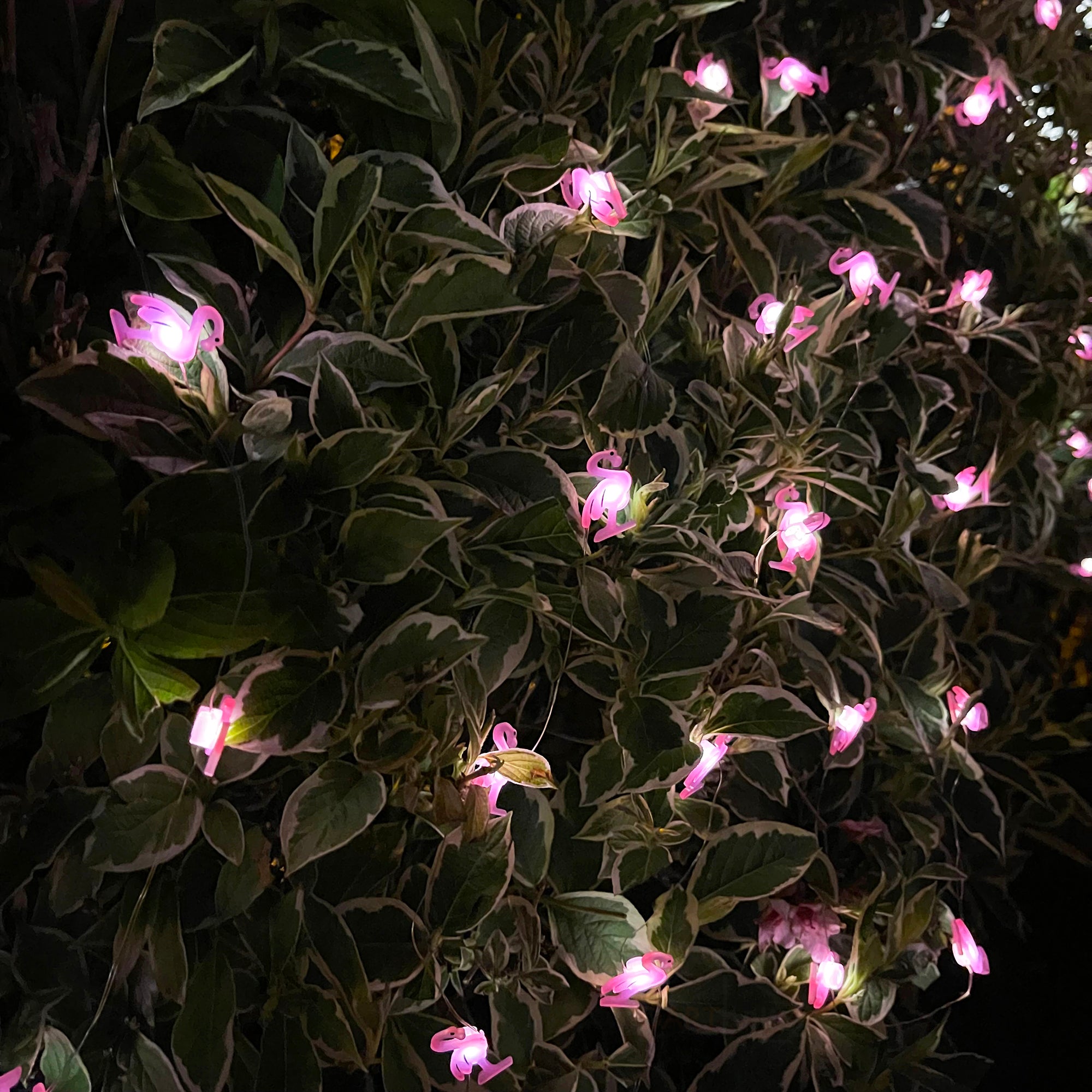 50 Flamingo-Solar-Außenlichterketten