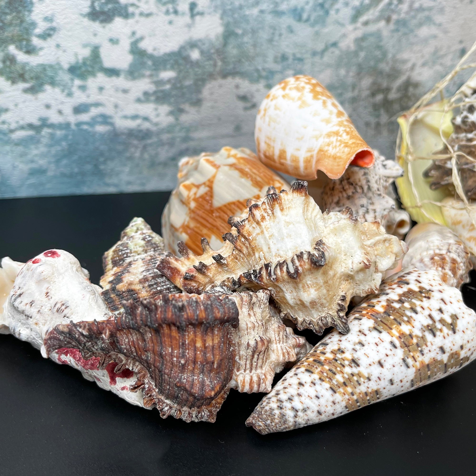 Mixed Natural Sea Shells Fish Net Bag 700g