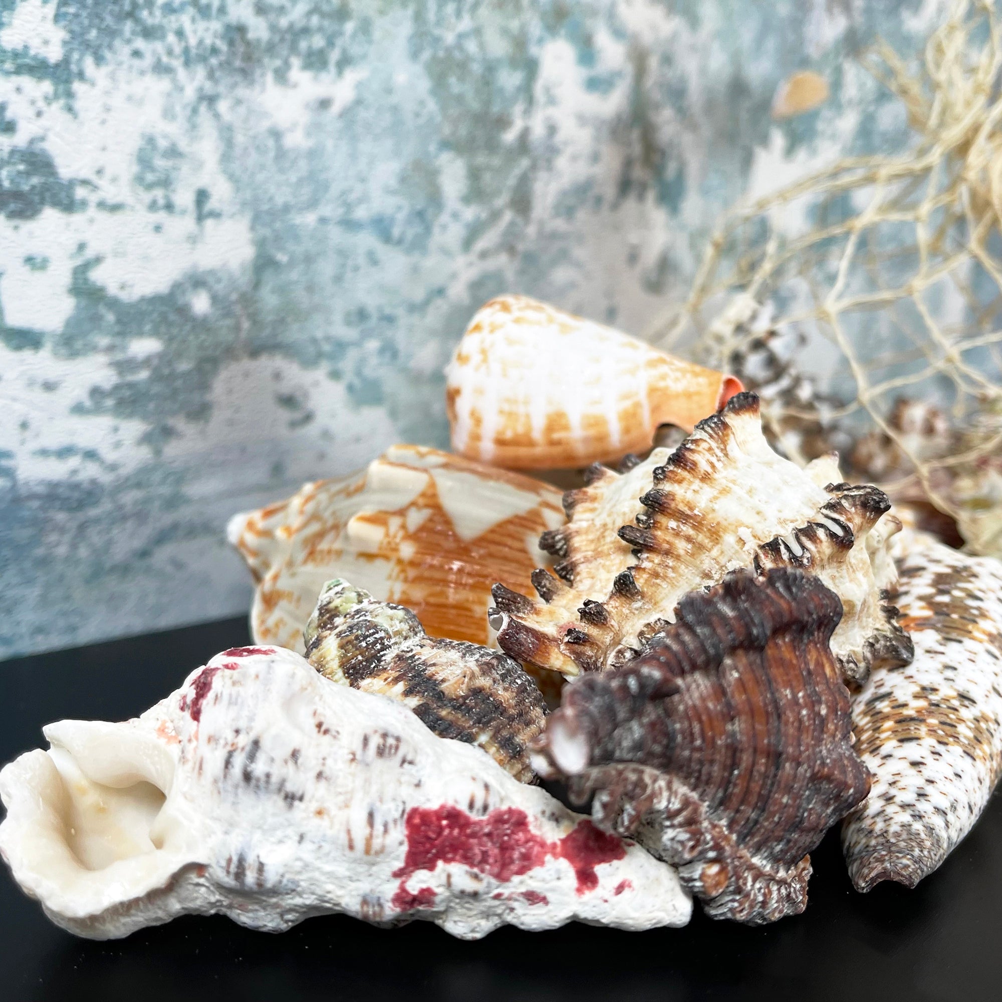 Mixed Natural Sea Shells Fish Net Bag 700g