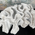 White Resin Cats Paw Coral Sculpture