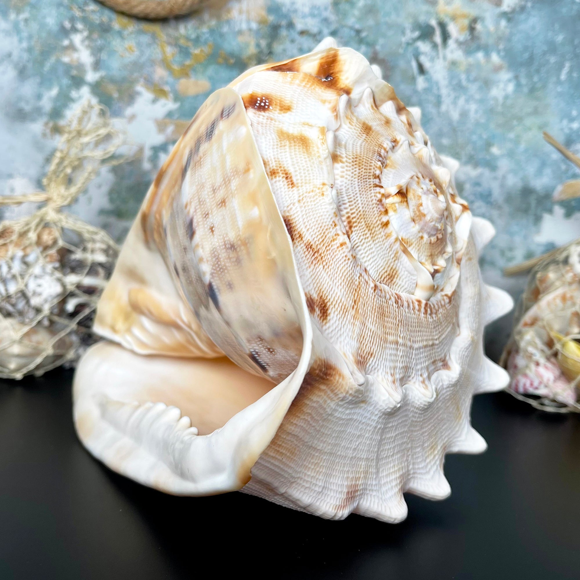 Giant Horned Queen Helmet Shell 20x16x17cm – Darthome Limited