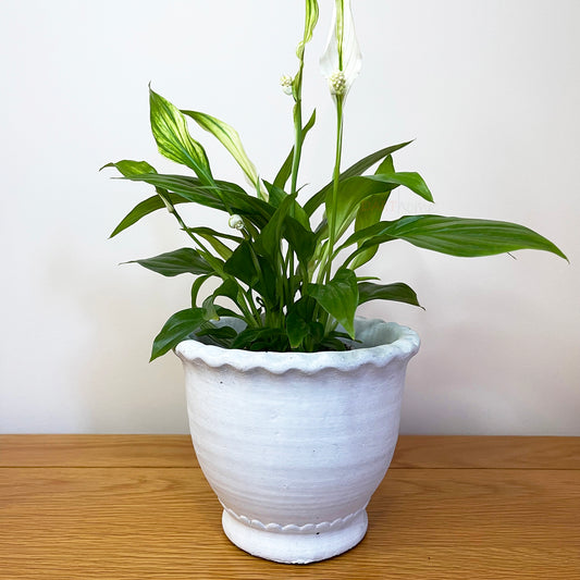 White Cement Indoor Plant Pot