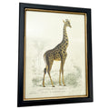 Vintage Giraffe Framed Wall Art