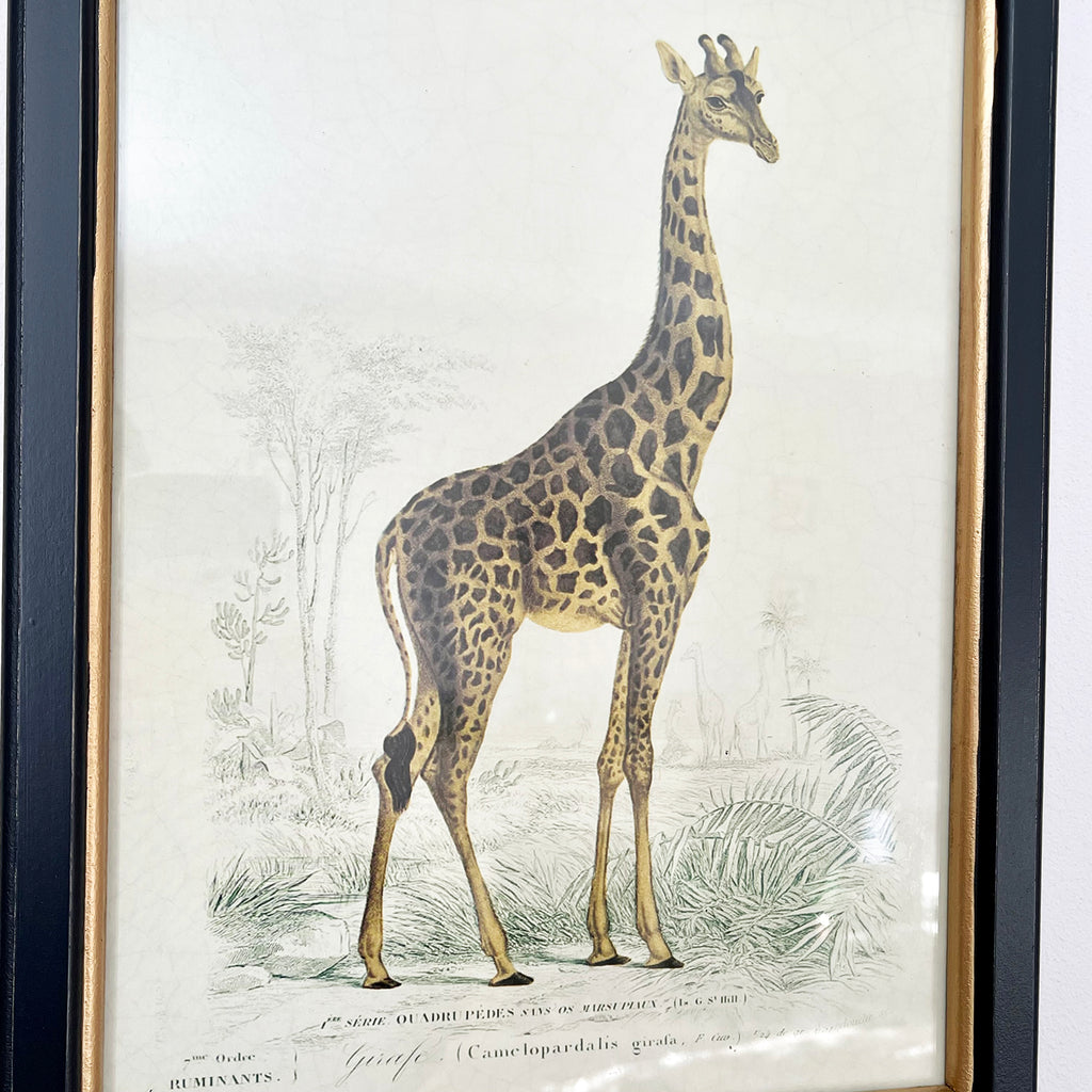 Vintage Giraffe Framed Wall Art