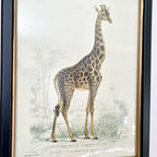 Vintage Giraffe Framed Wall Art