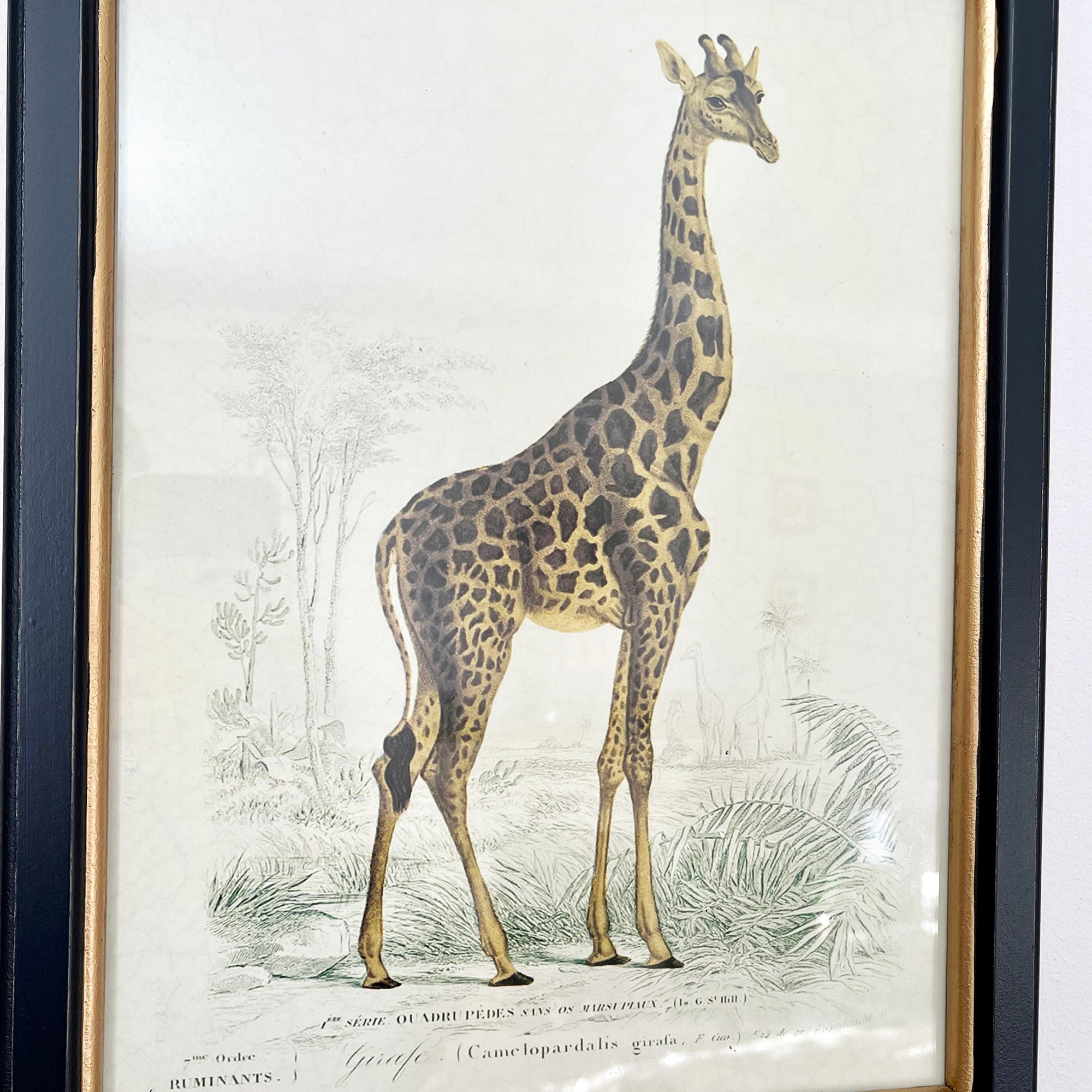 Vintage Giraffe Framed Wall Art