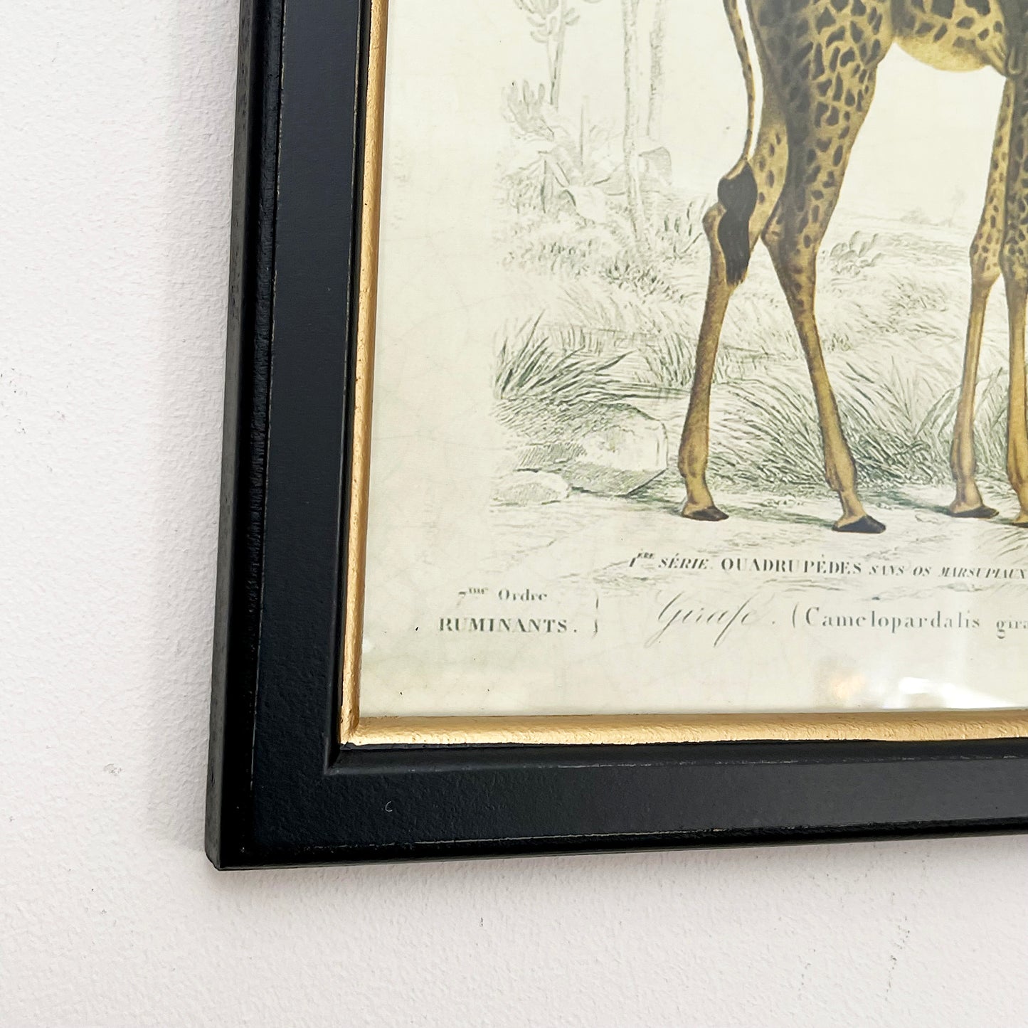 Vintage Giraffe Framed Wall Art