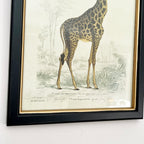 Vintage Giraffe Framed Wall Art