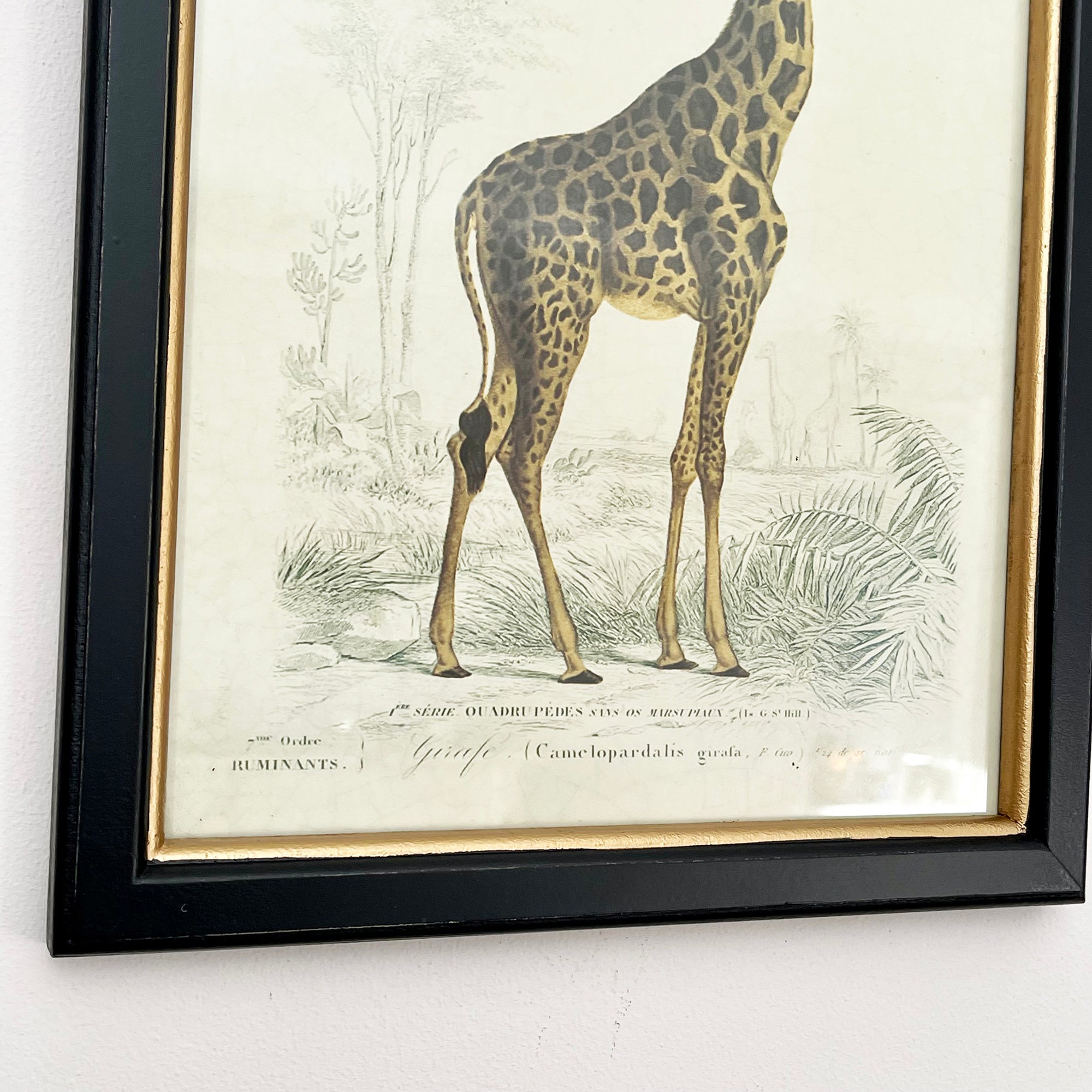 Vintage Giraffe Framed Wall Art