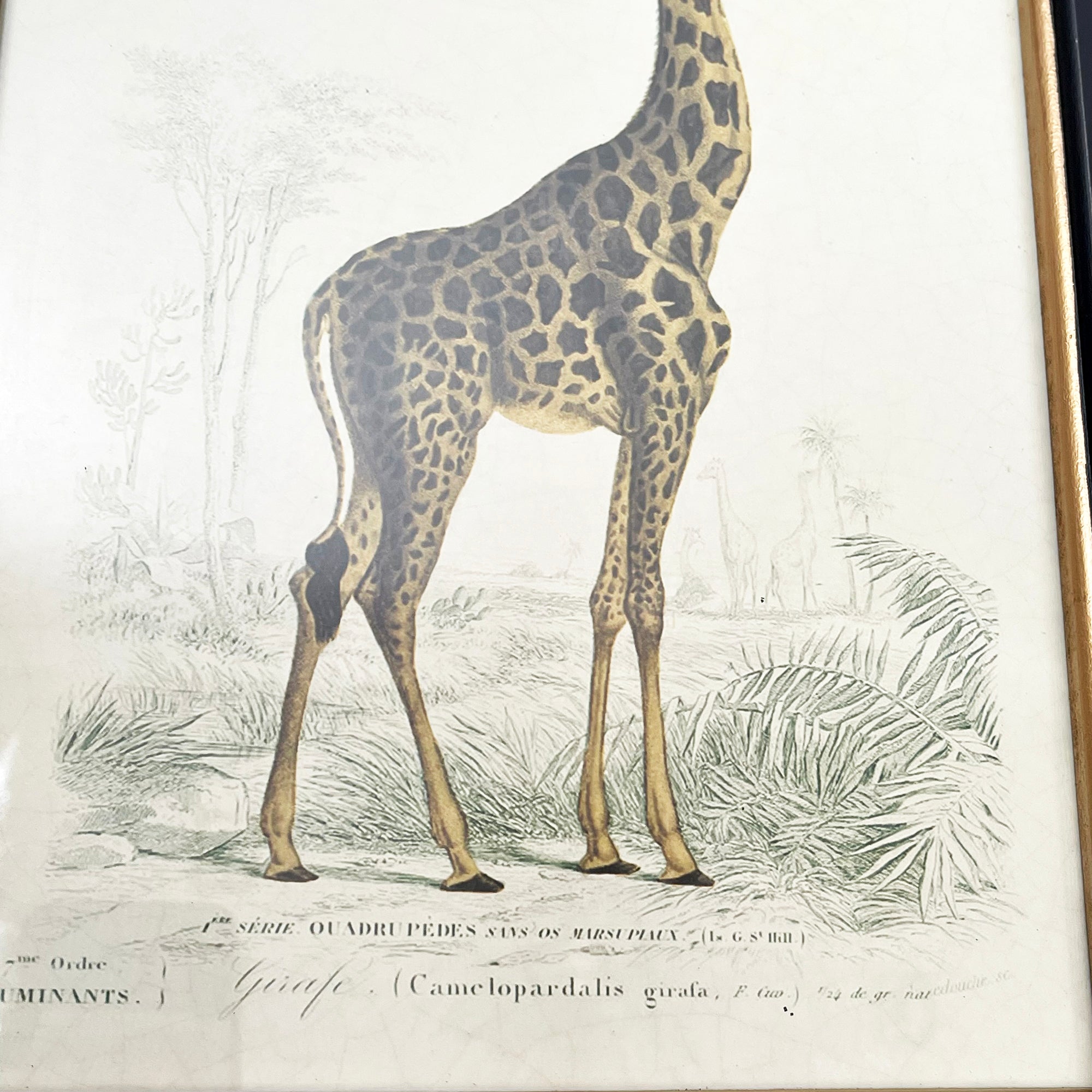 Vintage Giraffe Framed Wall Art