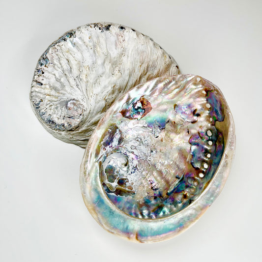 Unpolished Natural Abalone Sea Shell