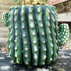 Kleiner Kaktus-Übertopf aus Zement