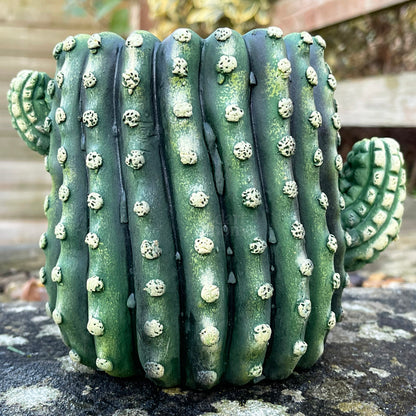 Kleiner Kaktus-Übertopf aus Zement