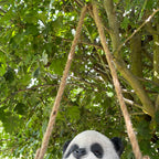 Swinging Panda Garden Ornament 22cm